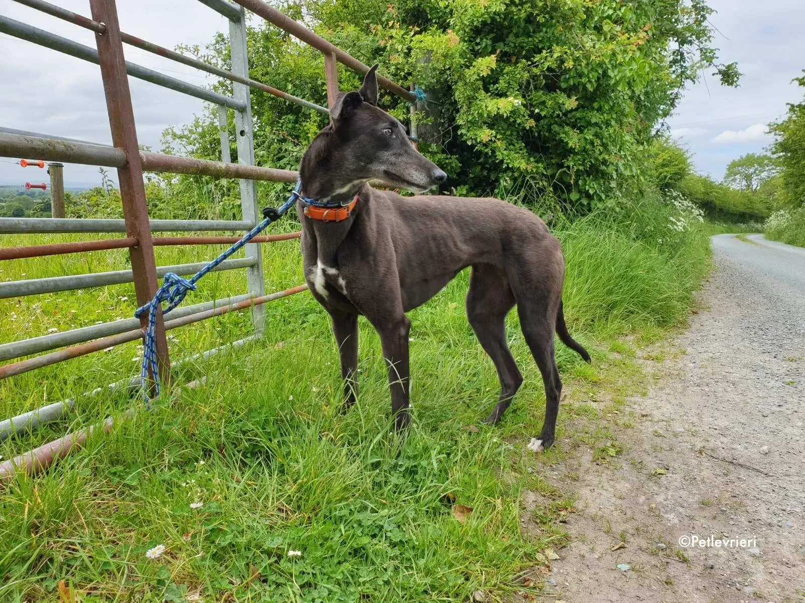 buttons adozione levrieri greyhound 11