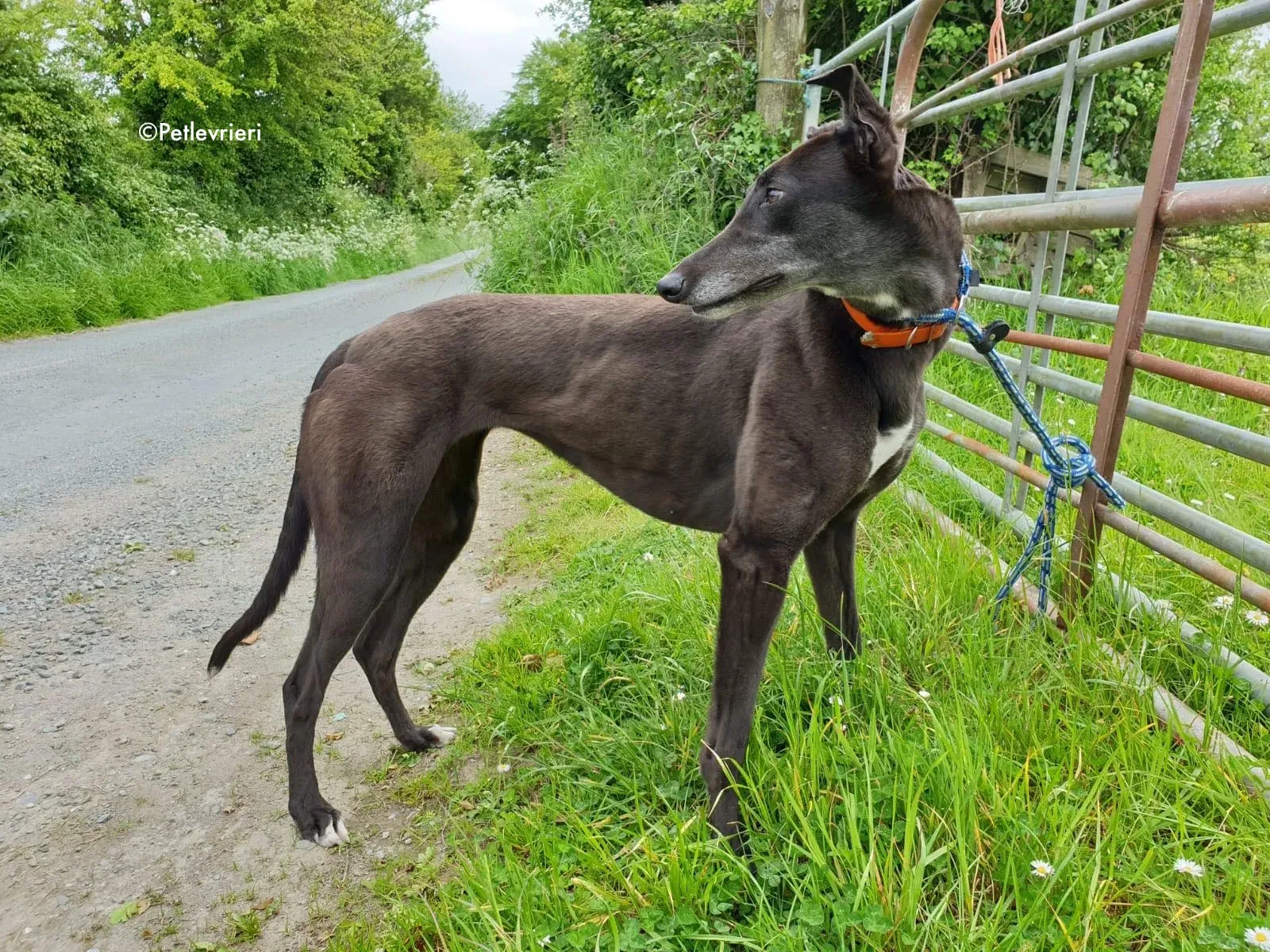 buttons adozione levrieri greyhound 12