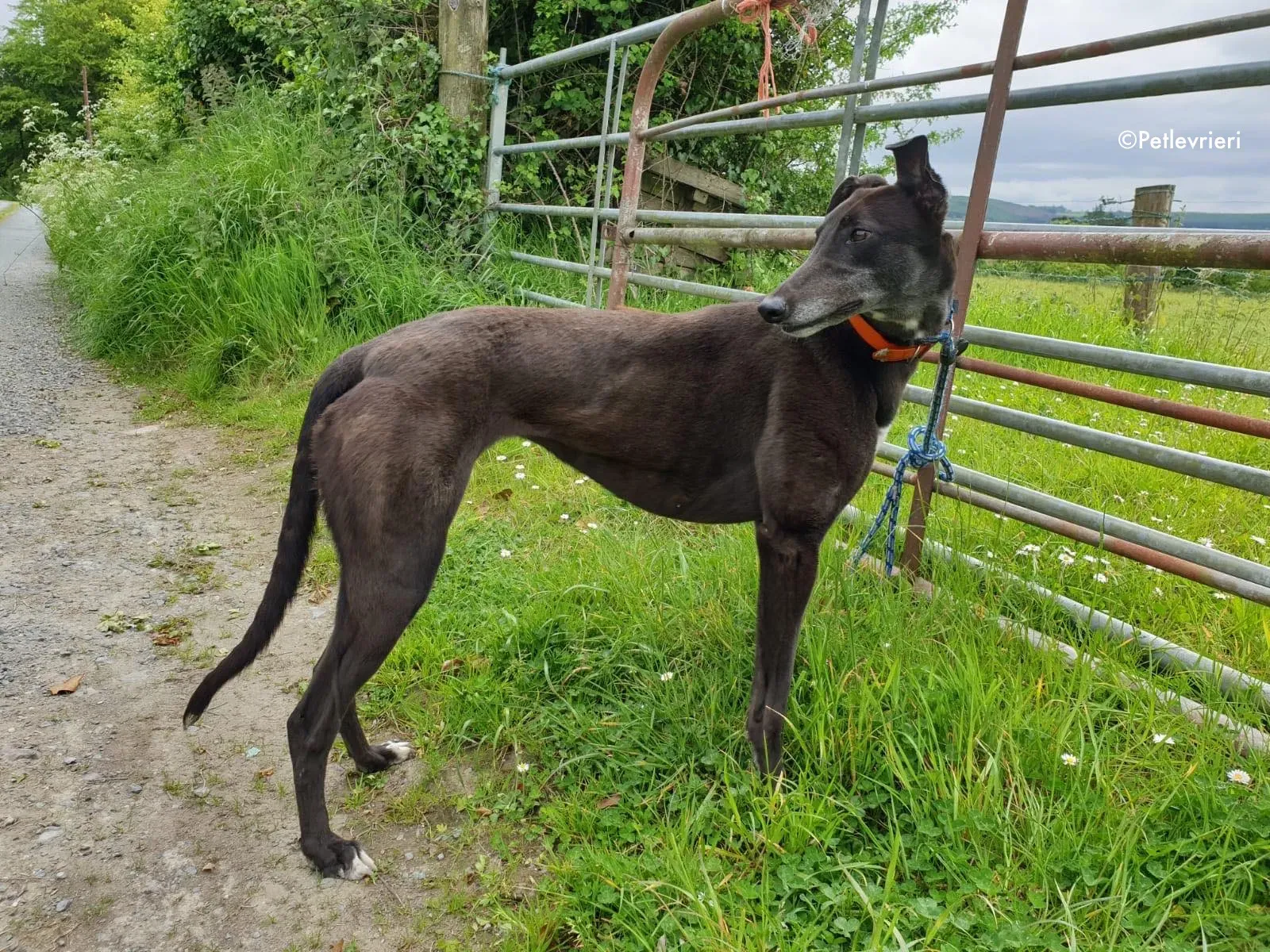 buttons adozione levrieri greyhound 13