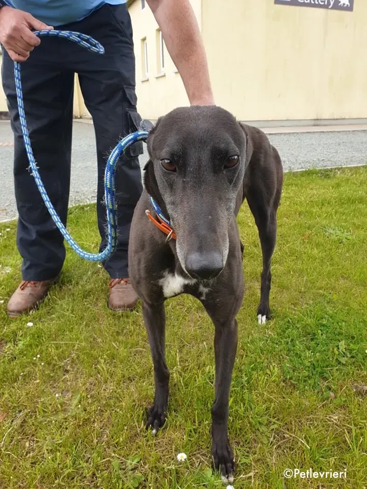 buttons adozione levrieri greyhound 3