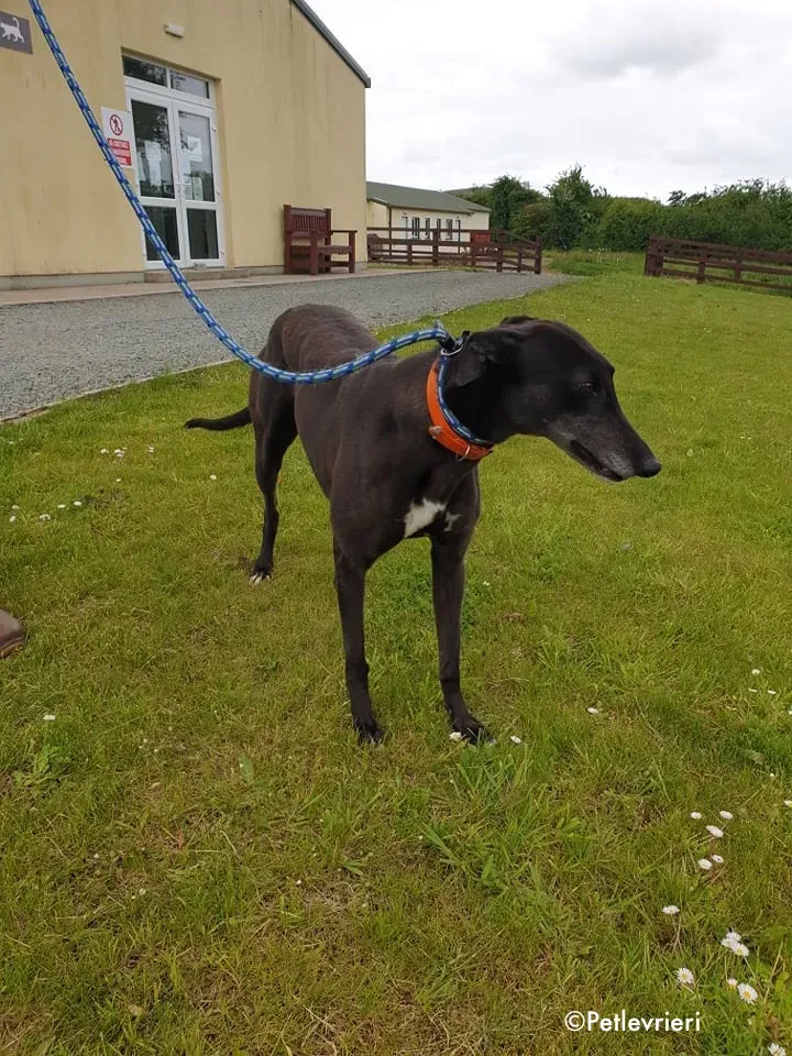 buttons adozione levrieri greyhound 5