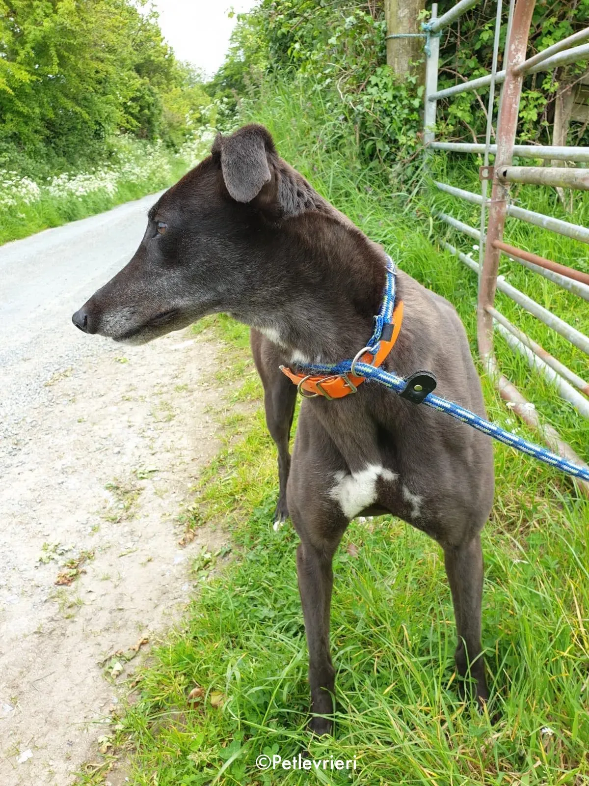 buttons adozione levrieri greyhound 8