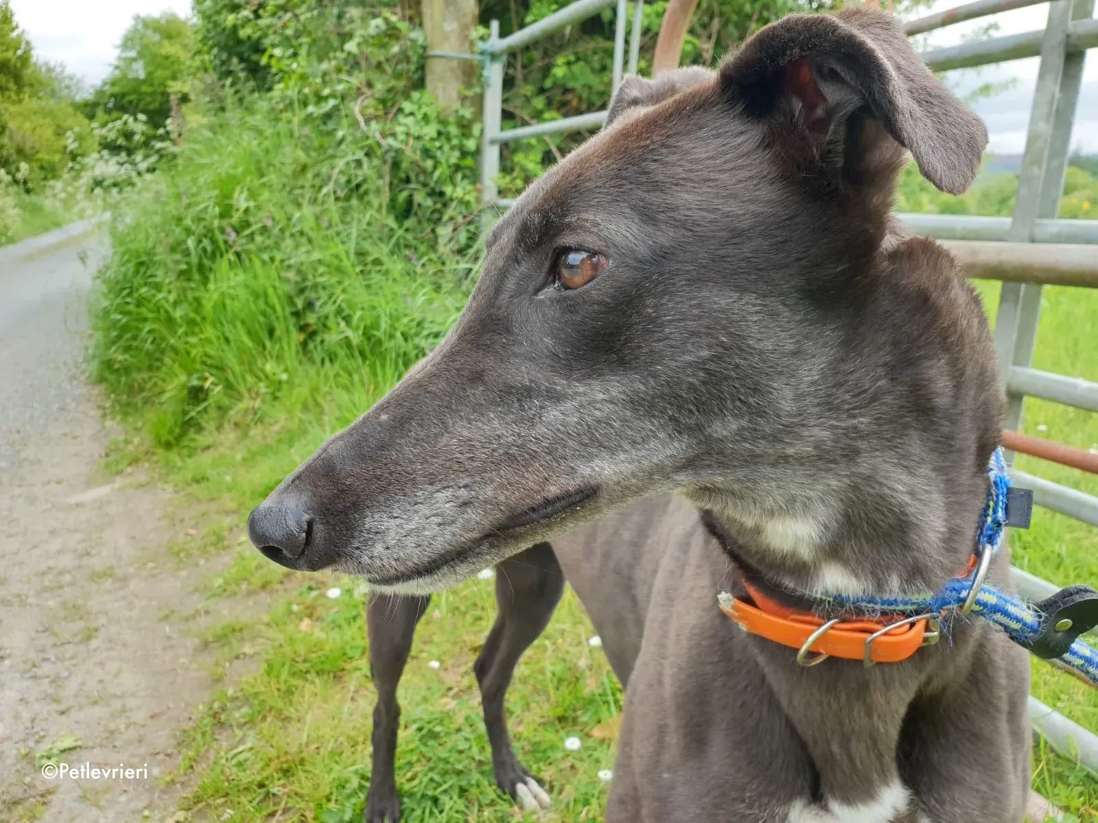 buttons adozione levrieri greyhound 9