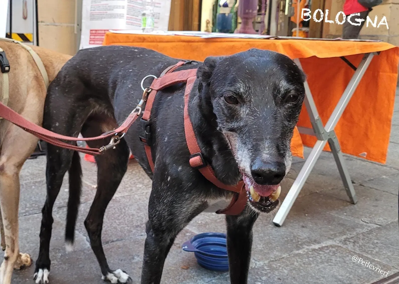 c269b7fd 9987 411f afff 649230066725 risultato