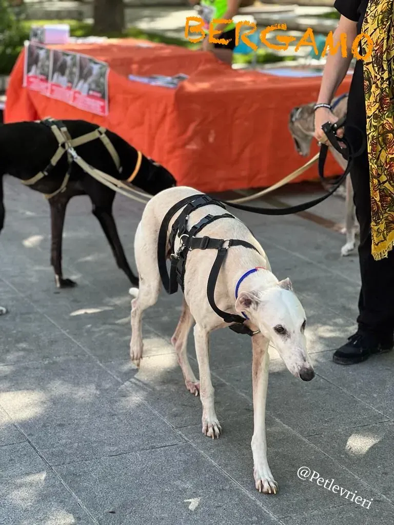 c8cadd86 3448 43c6 8605 86cff36d7db6 risultato