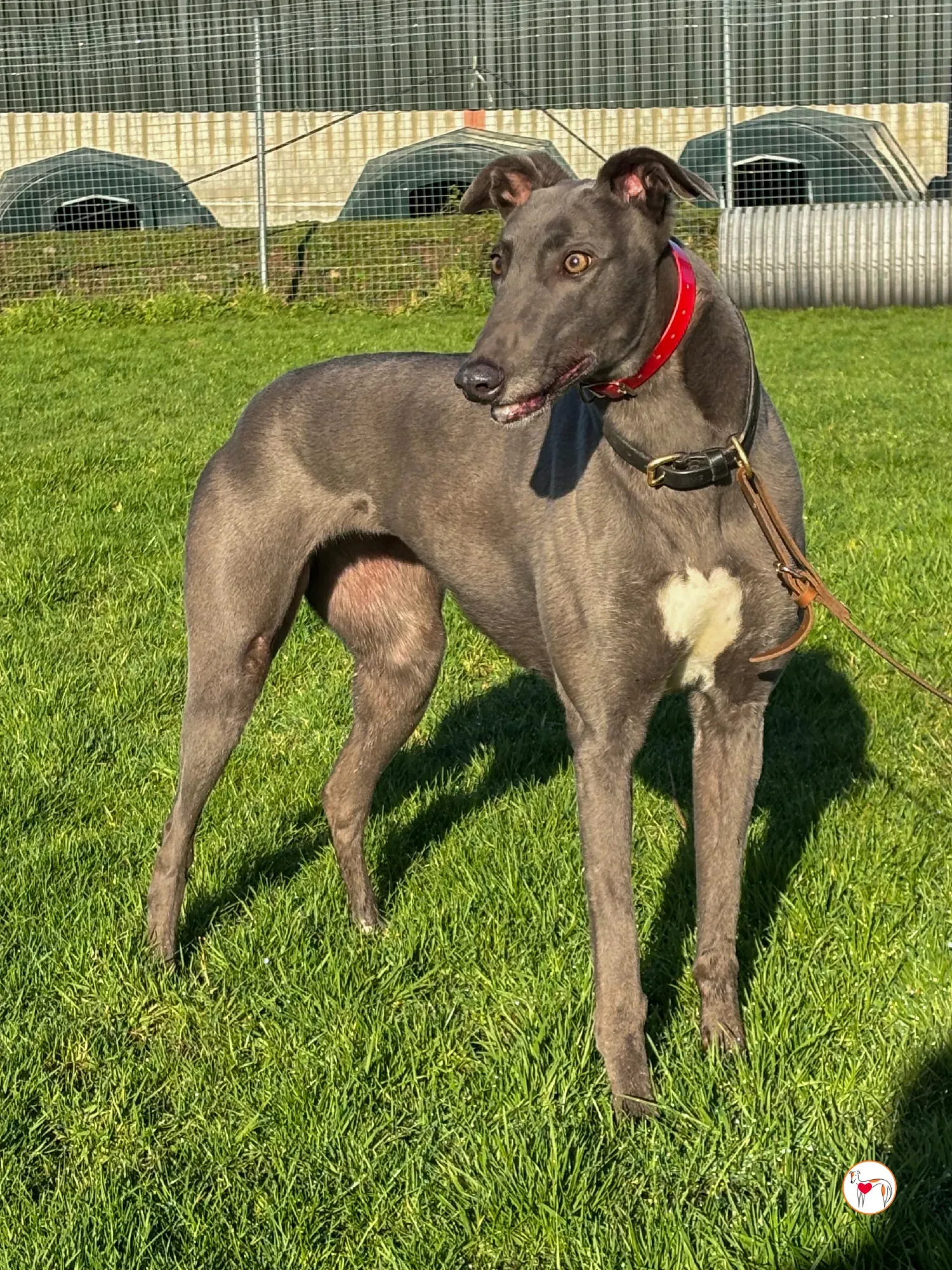 cabrini ora abbie grey adozione 10