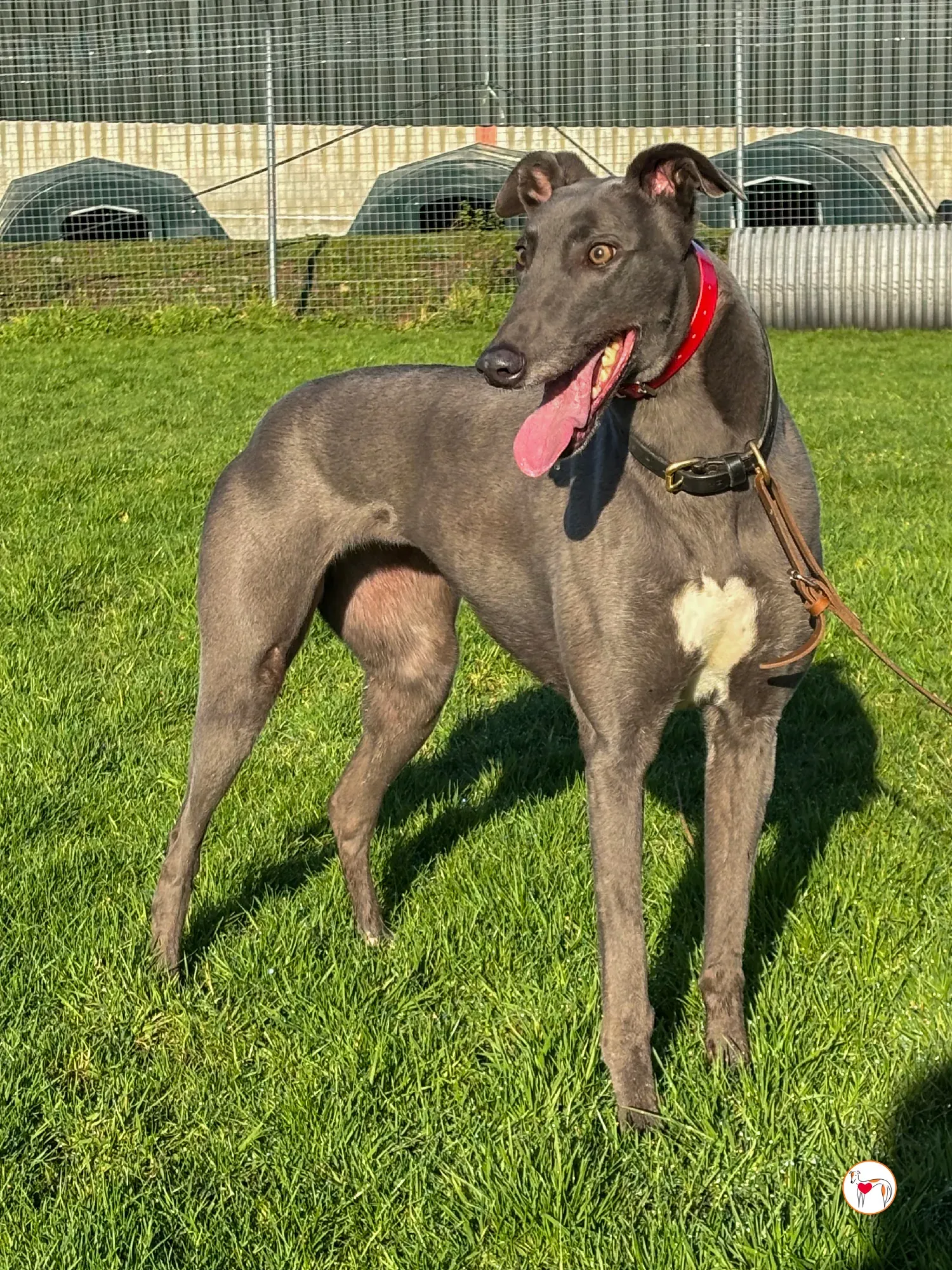 cabrini ora abbie grey adozione 11