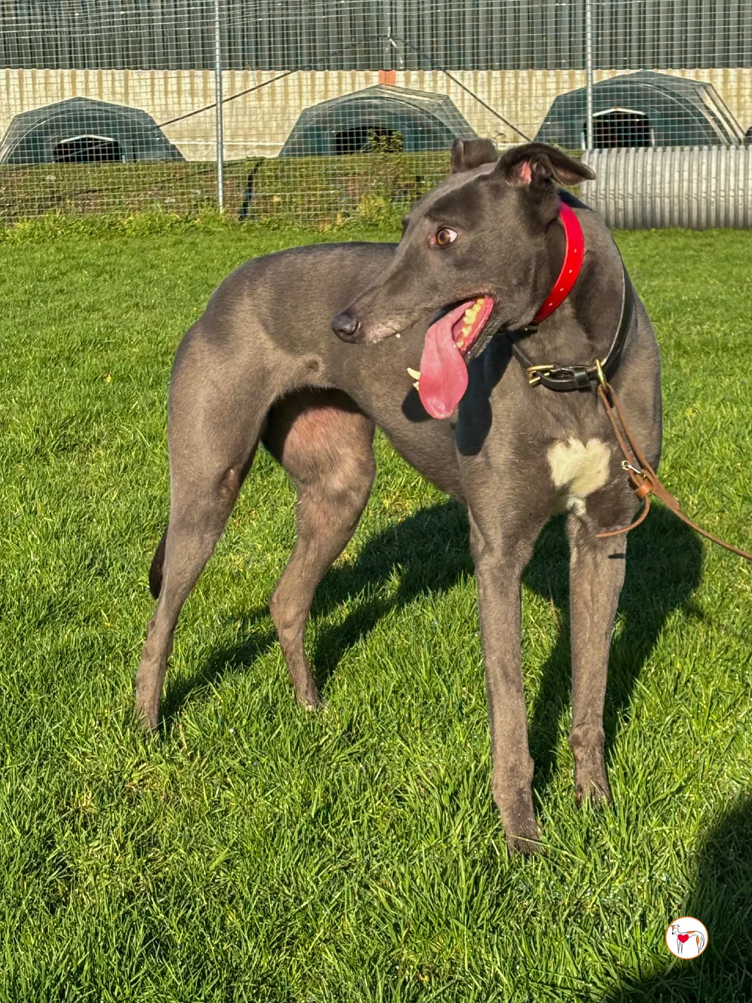 cabrini ora abbie grey adozione 12