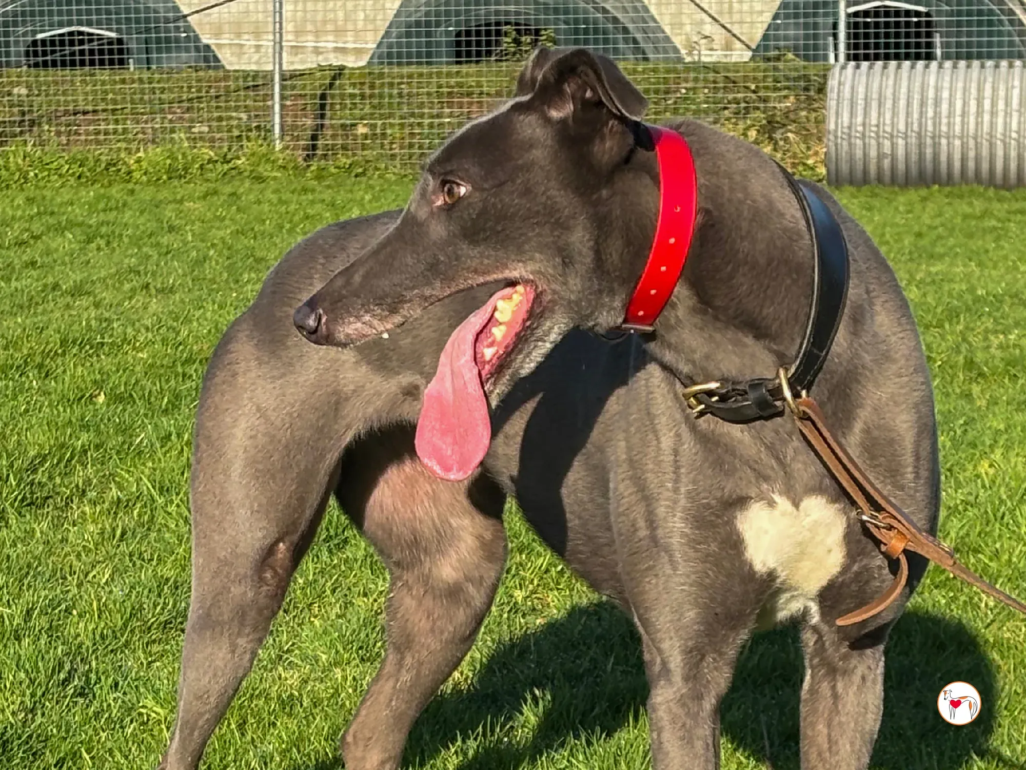 cabrini ora abbie grey adozione 13