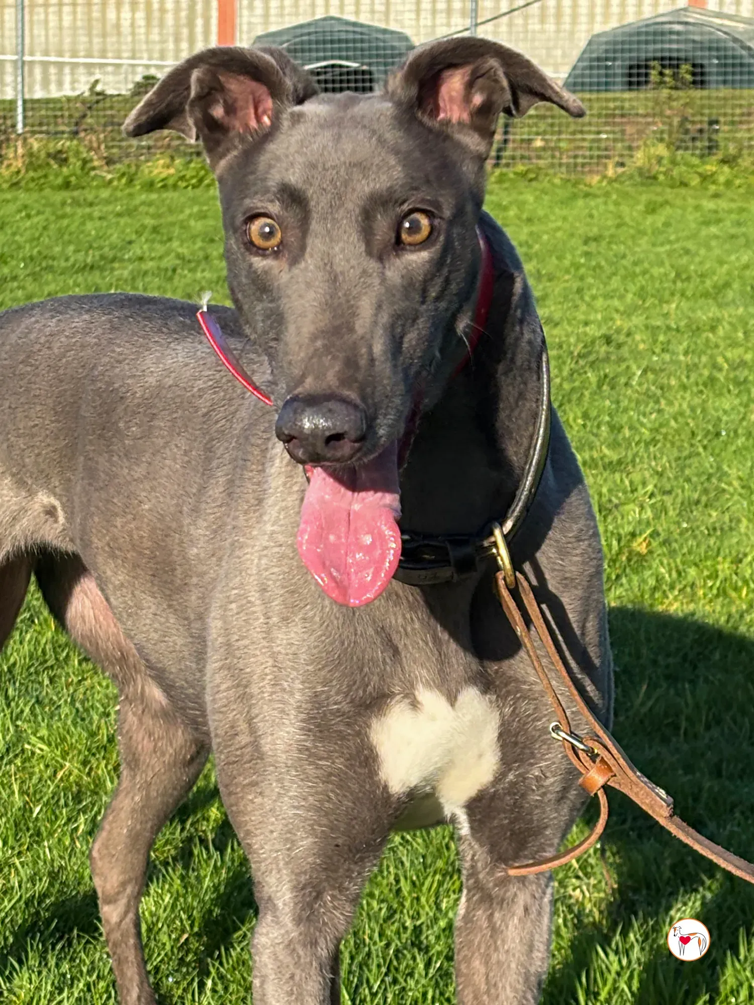 cabrini ora abbie grey adozione 14