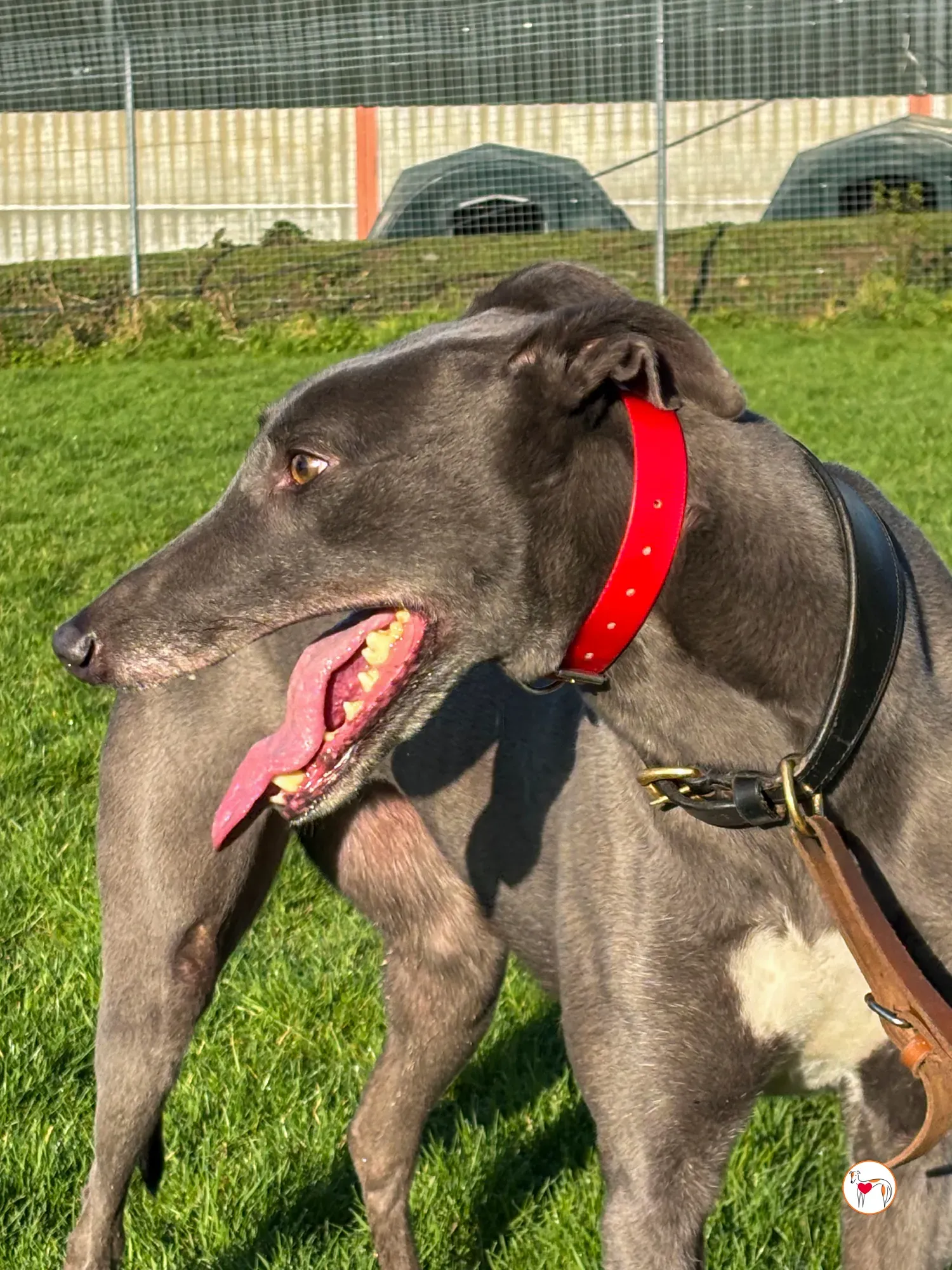 cabrini ora abbie grey adozione 15