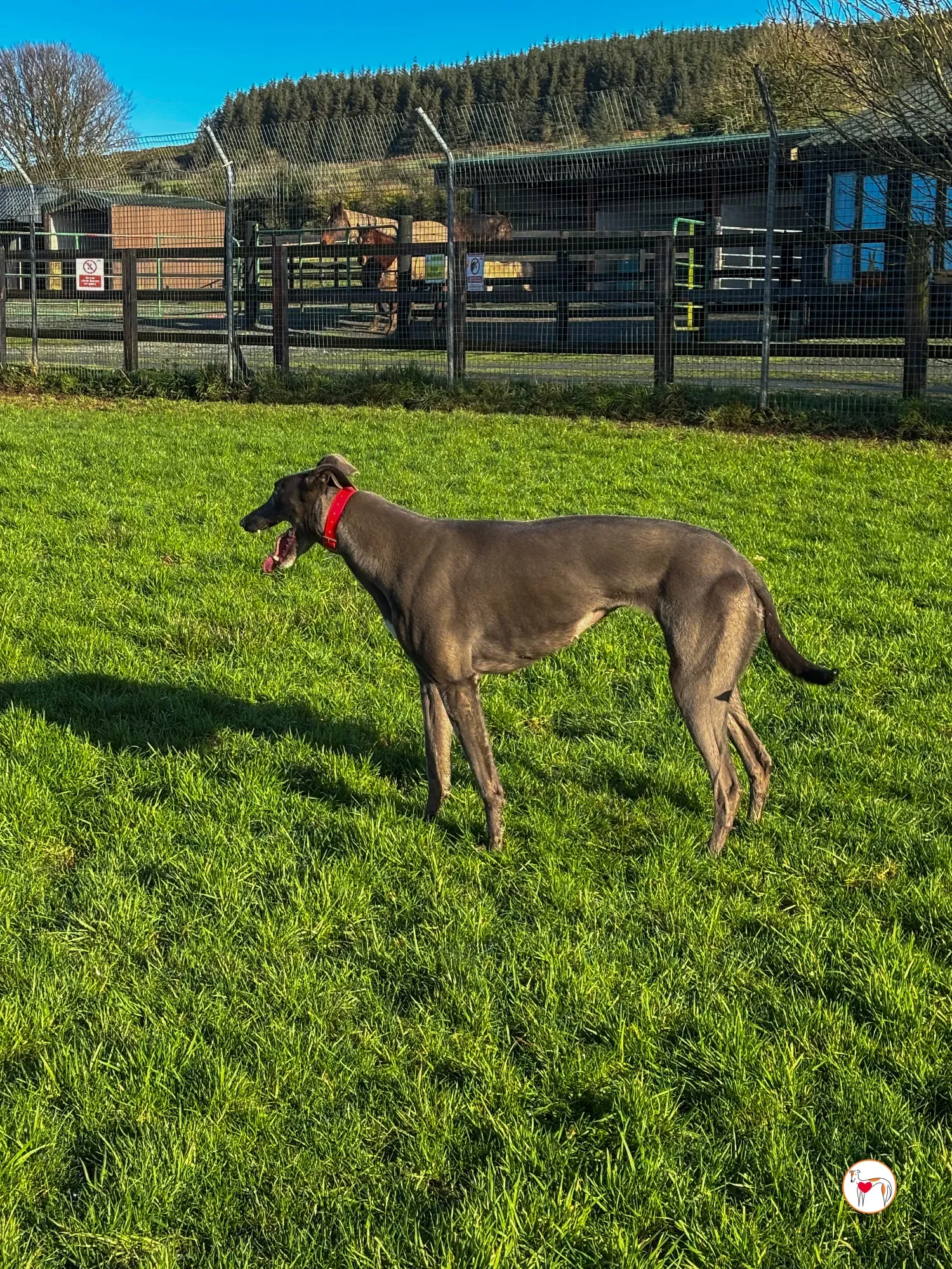 cabrini ora abbie grey adozione 2