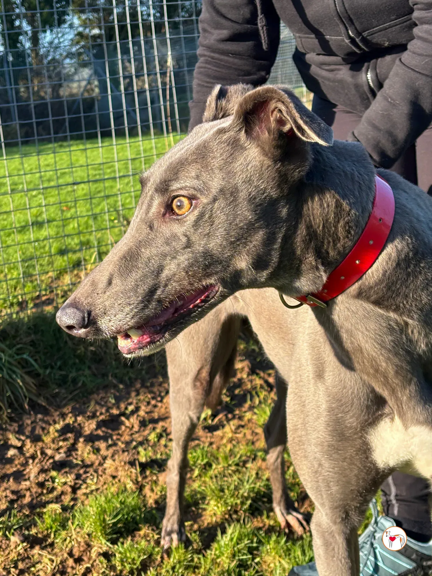 cabrini ora abbie grey adozione 3