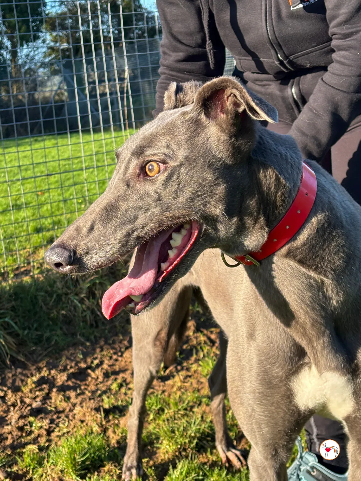 cabrini ora abbie grey adozione 4