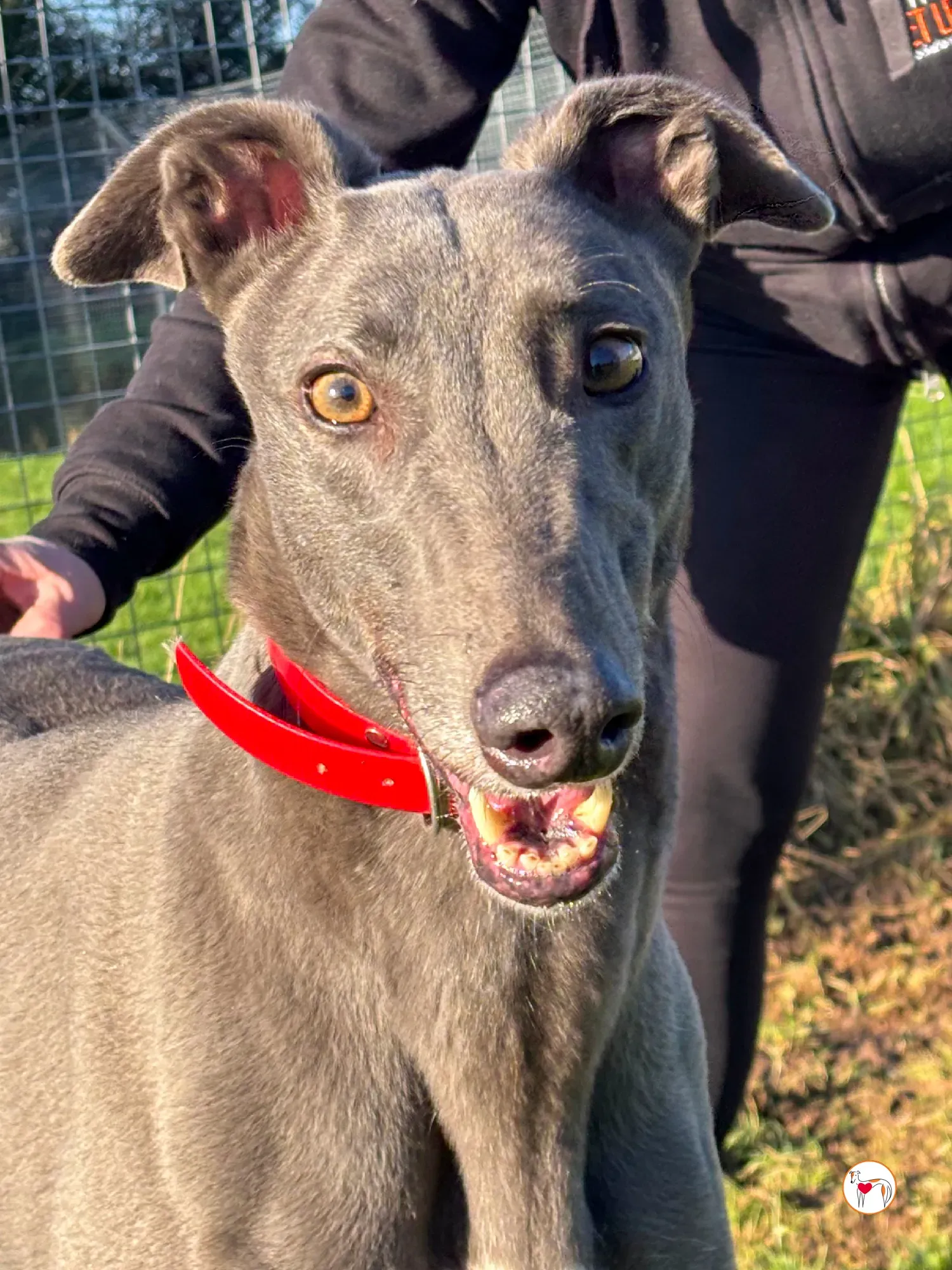 cabrini ora abbie grey adozione 5