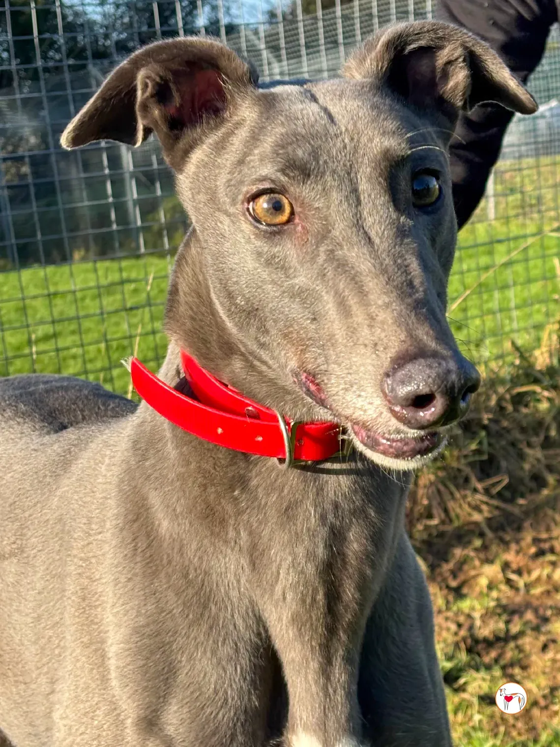 cabrini ora abbie grey adozione 6