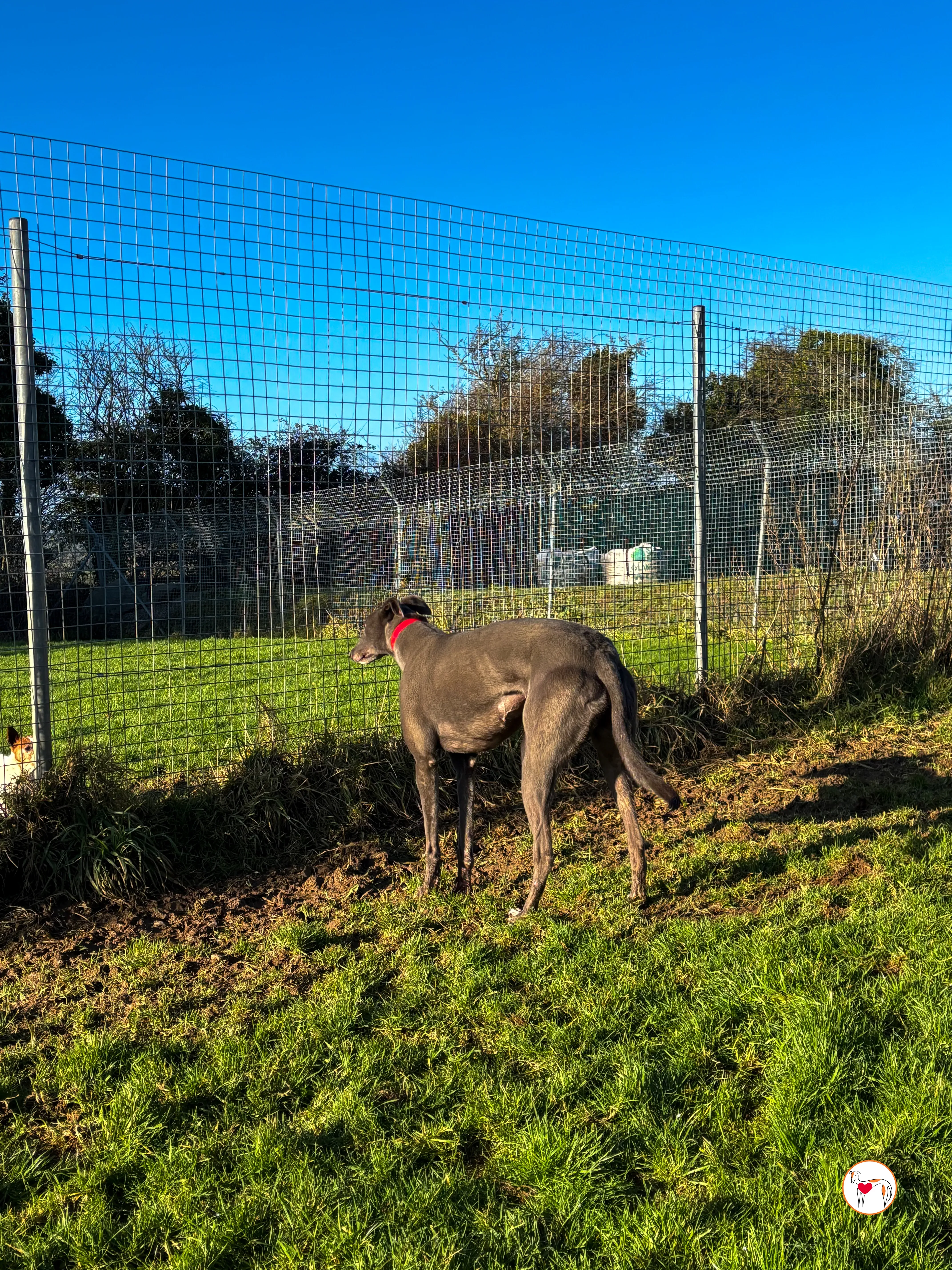 cabrini ora abbie grey adozione 7