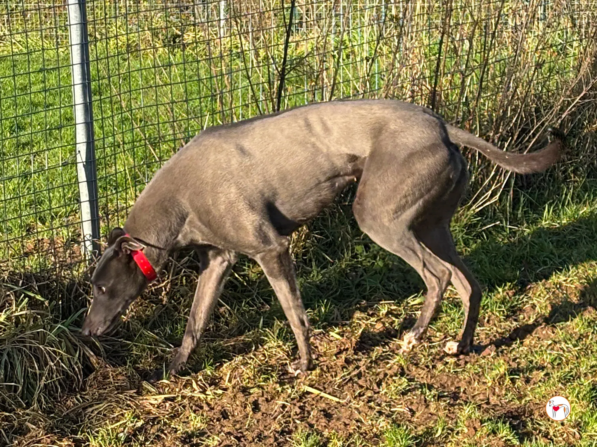 cabrini ora abbie grey adozione 8