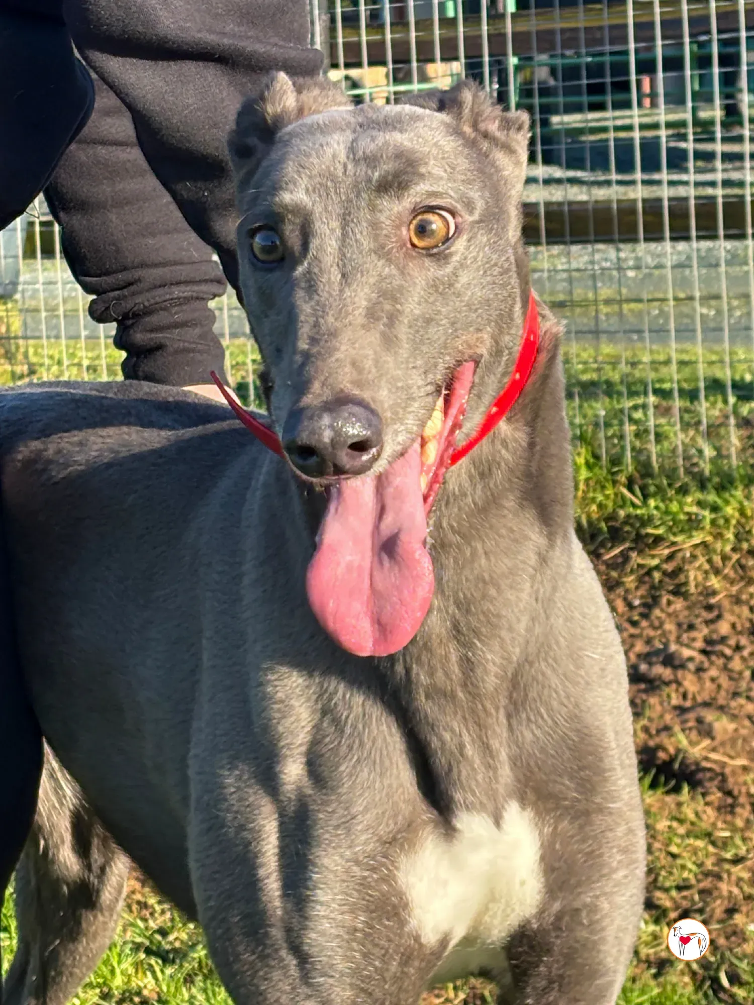 cabrini ora abbie grey adozione 9