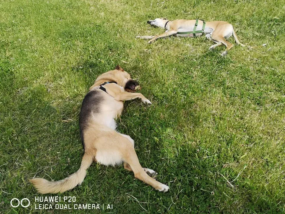 cachique adozione levrieri galgo 1