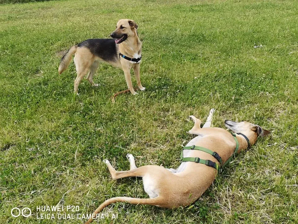 cachique adozione levrieri galgo 2