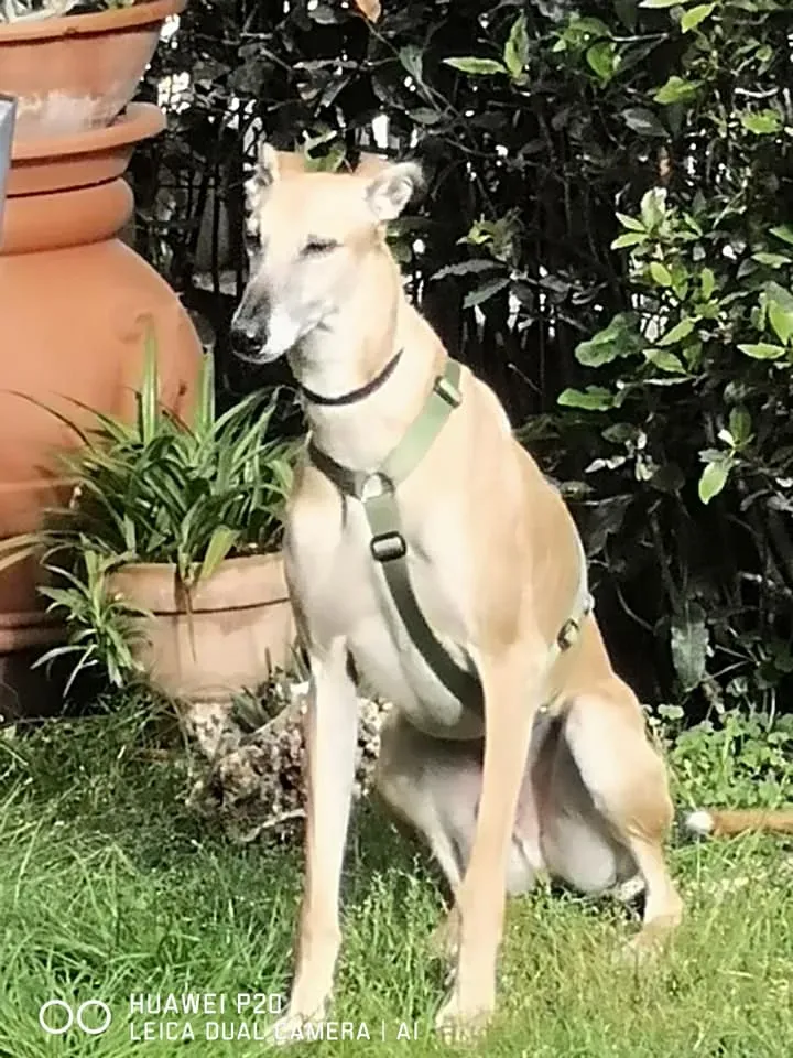 cachique adozione levrieri galgo 3