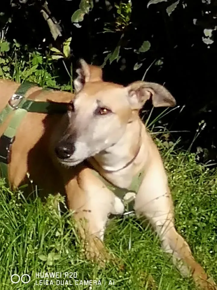 cachique adozione levrieri galgo 4