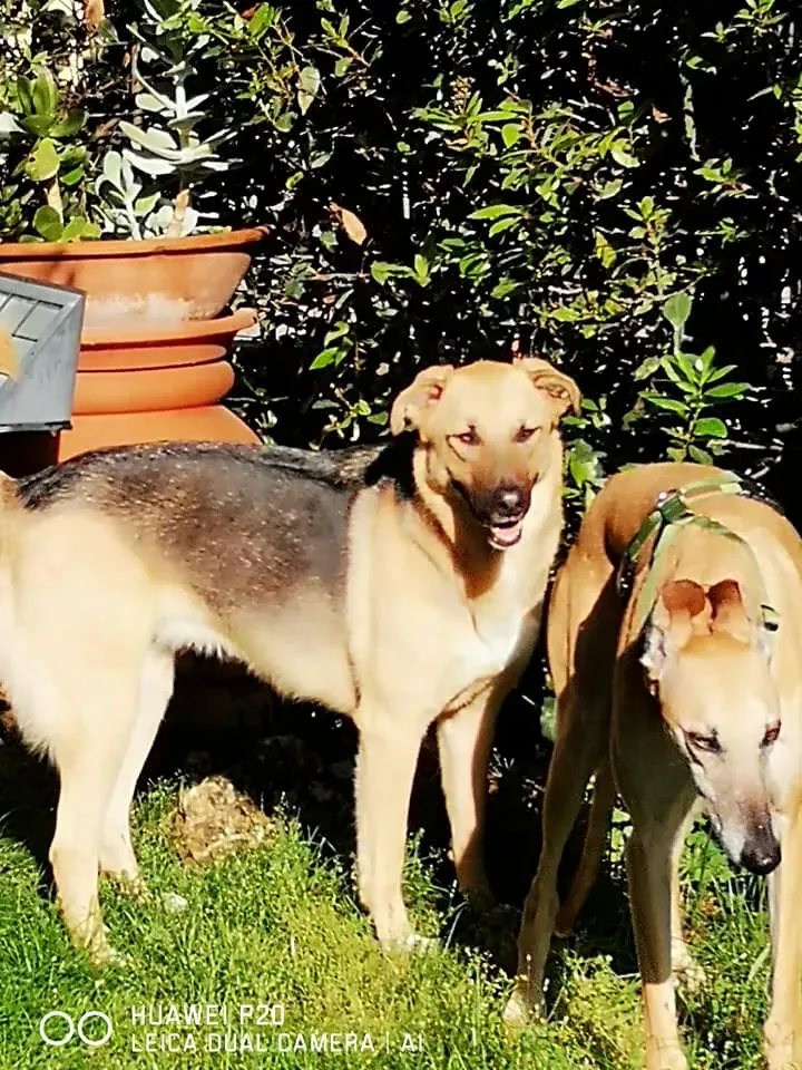 cachique adozione levrieri galgo 5