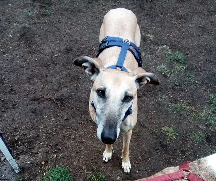 cachique foster adozione levriero 1