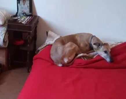 cachique foster adozione levriero 2