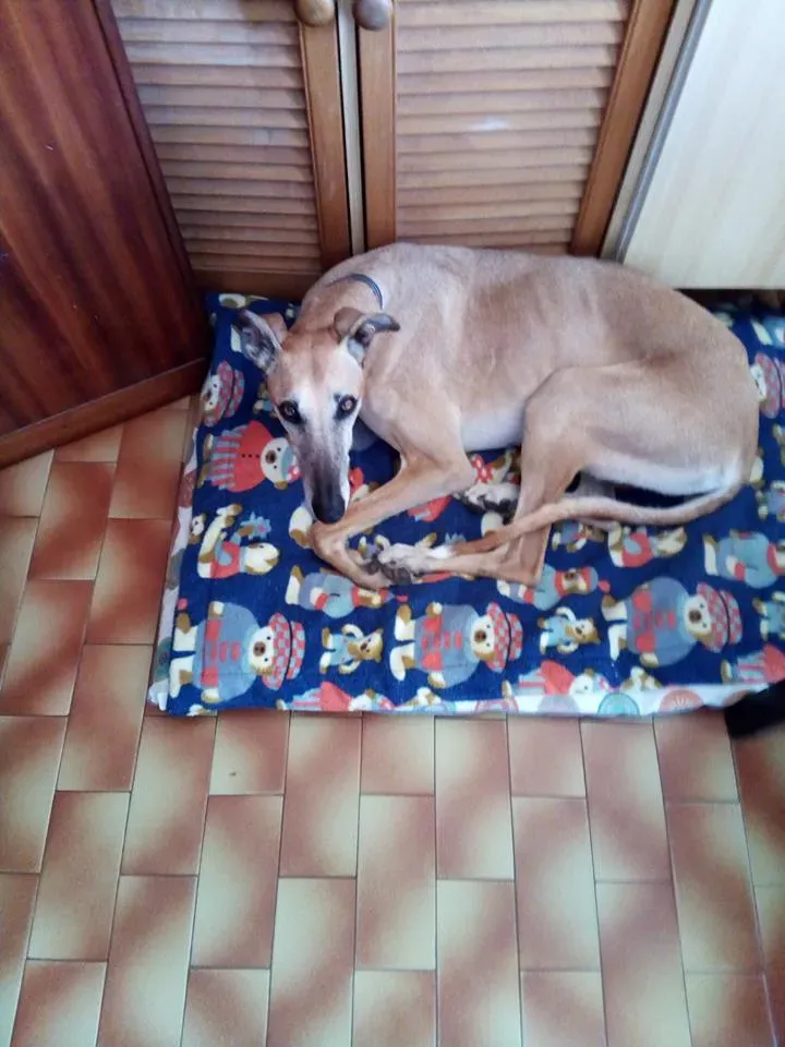 cachique foster adozione levriero 3