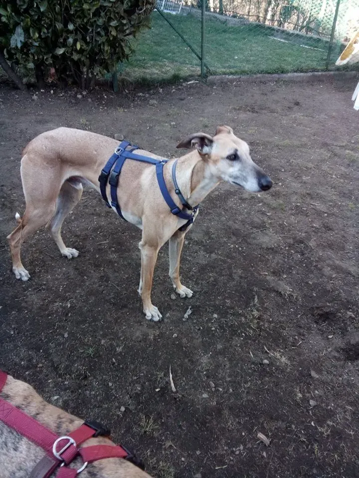 cachique foster adozione levriero