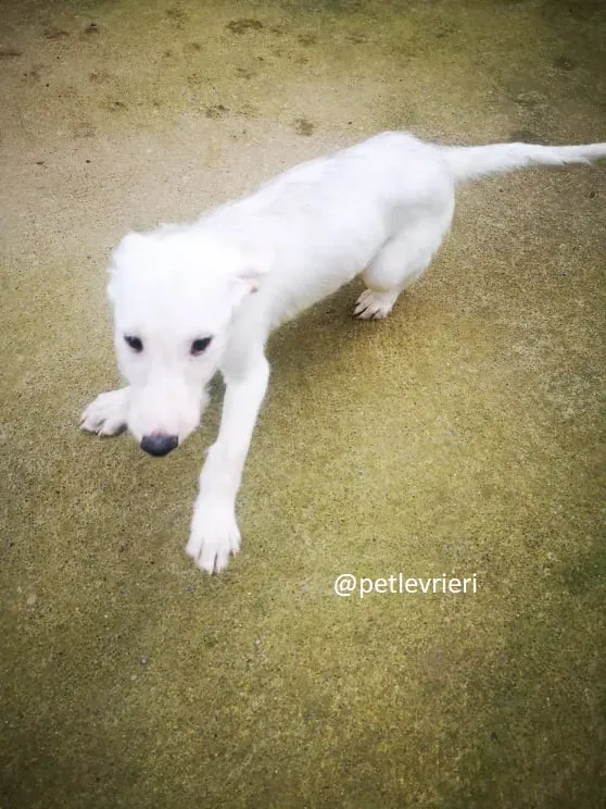 cal lurcher adozione 10