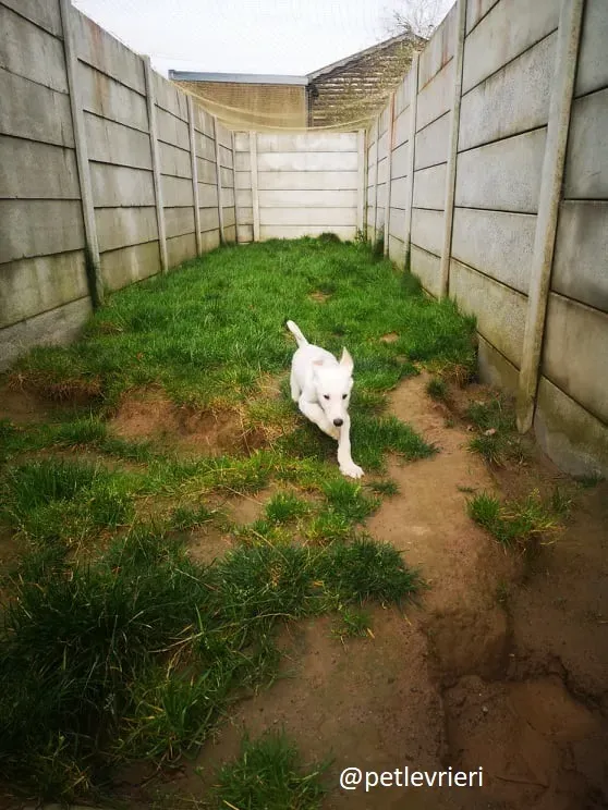cal lurcher adozione 11
