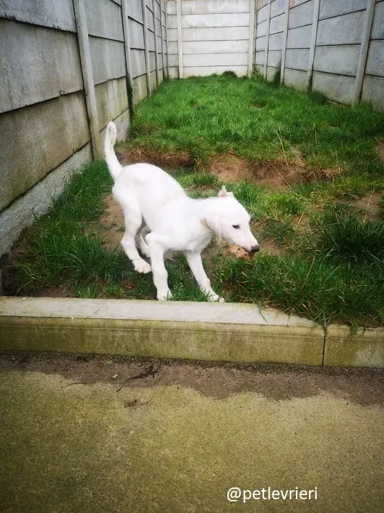 cal lurcher adozione 12