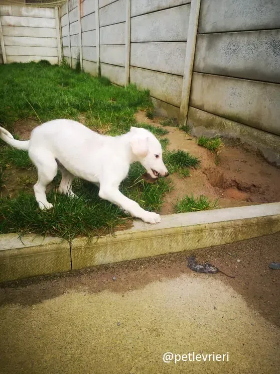 cal lurcher adozione 13