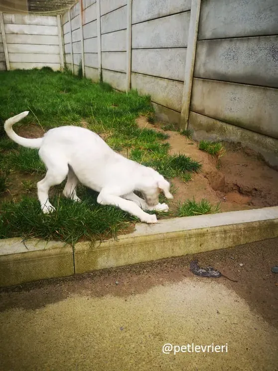 cal lurcher adozione 14