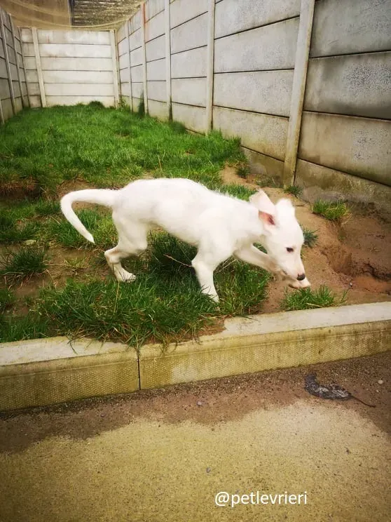 cal lurcher adozione 15