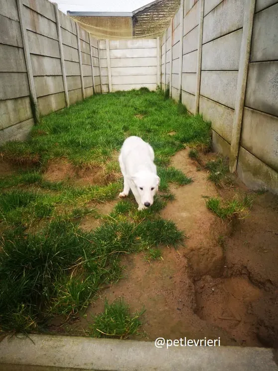 cal lurcher adozione 16