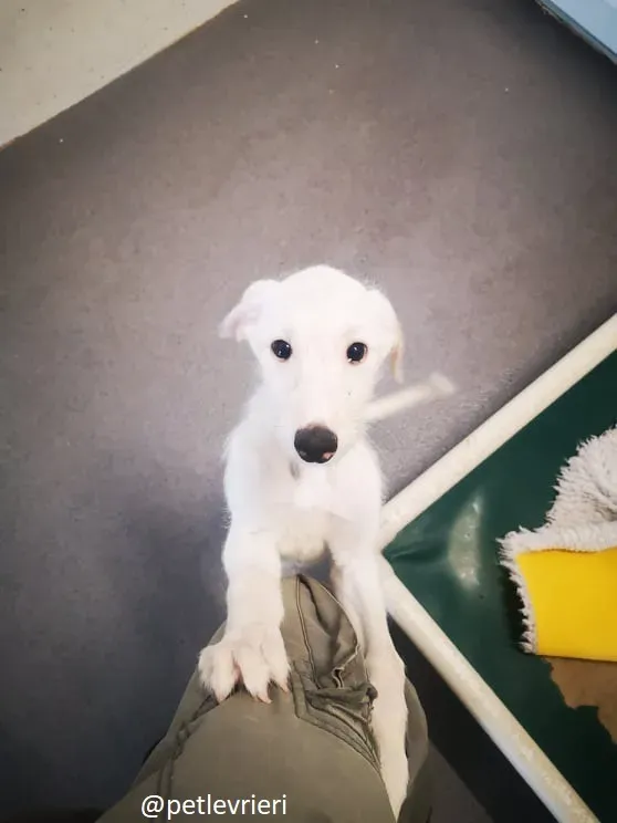 cal lurcher adozione 4