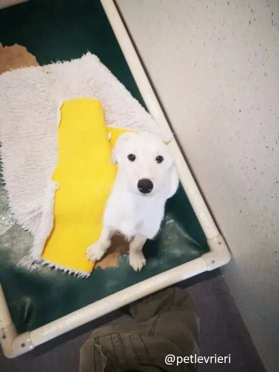 cal lurcher adozione 5