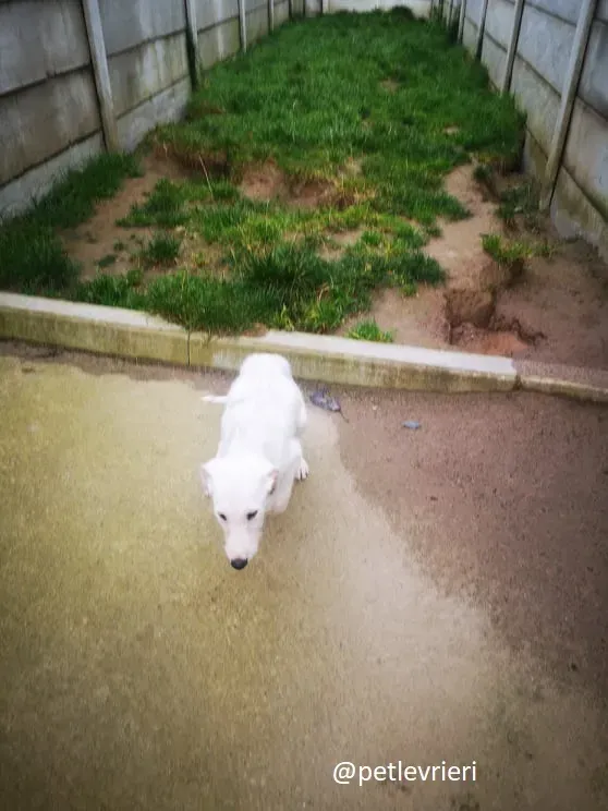 cal lurcher adozione 6