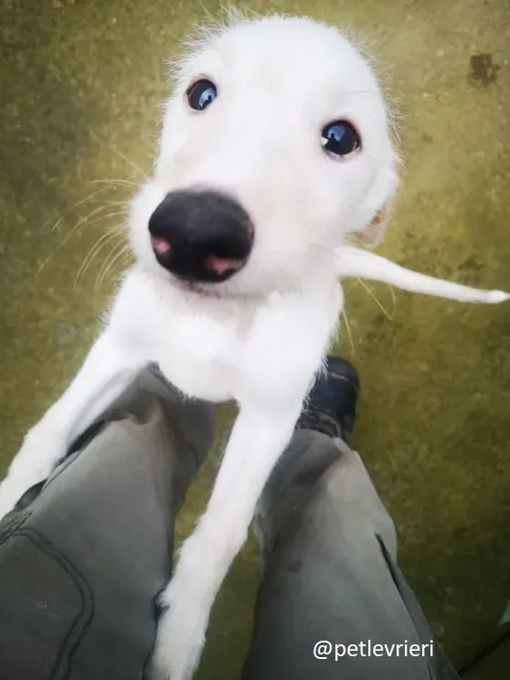 cal lurcher adozione 7