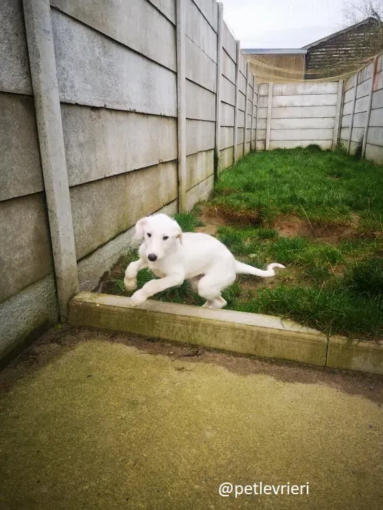 cal lurcher adozione 8