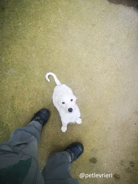 cal lurcher adozione 9