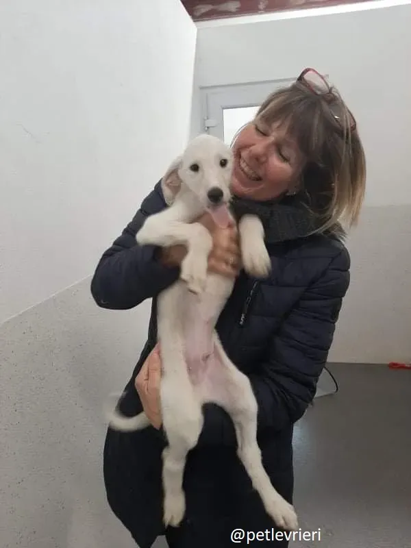 cal lurcher adozione