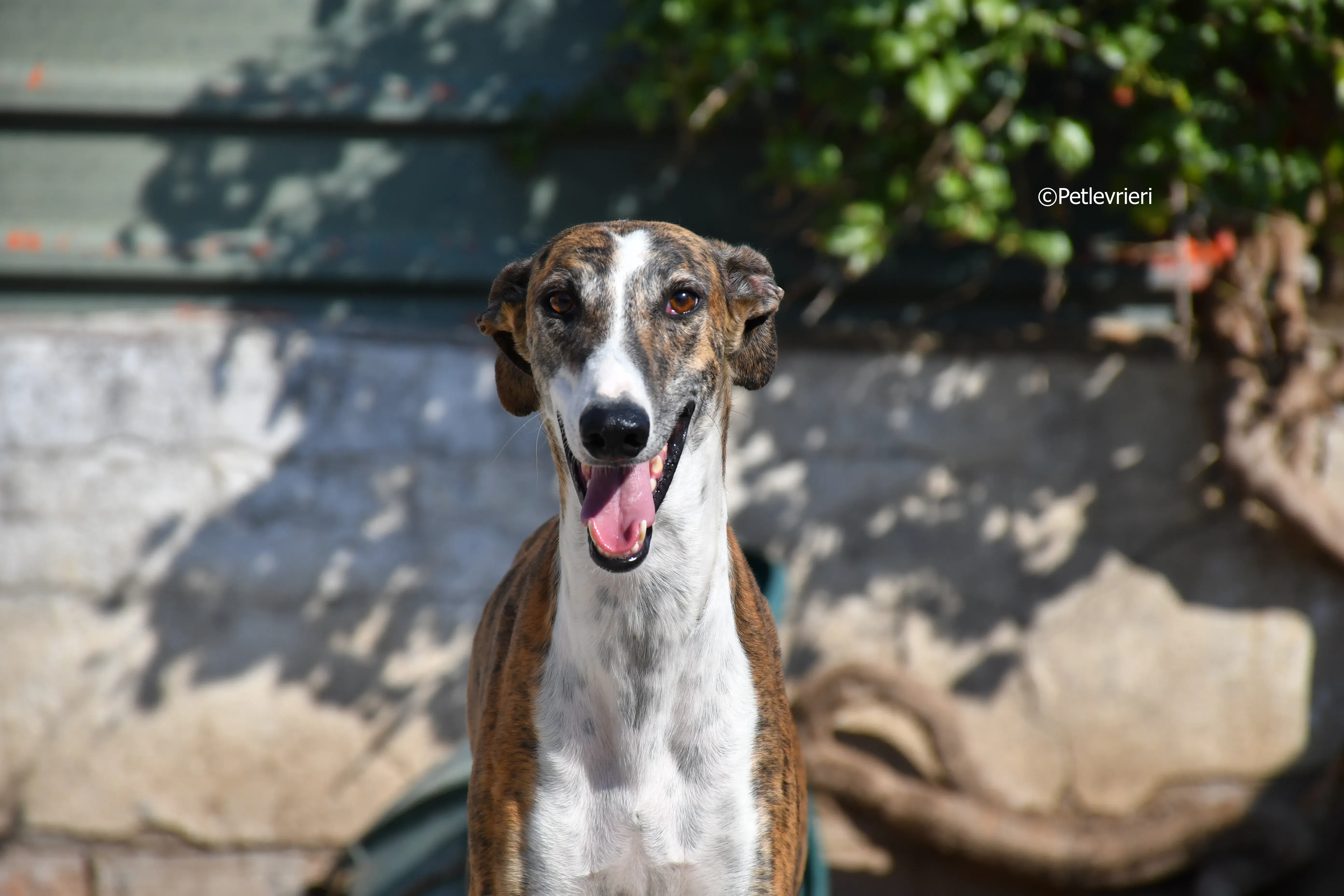 calcetines adozione levrieri galgo 10