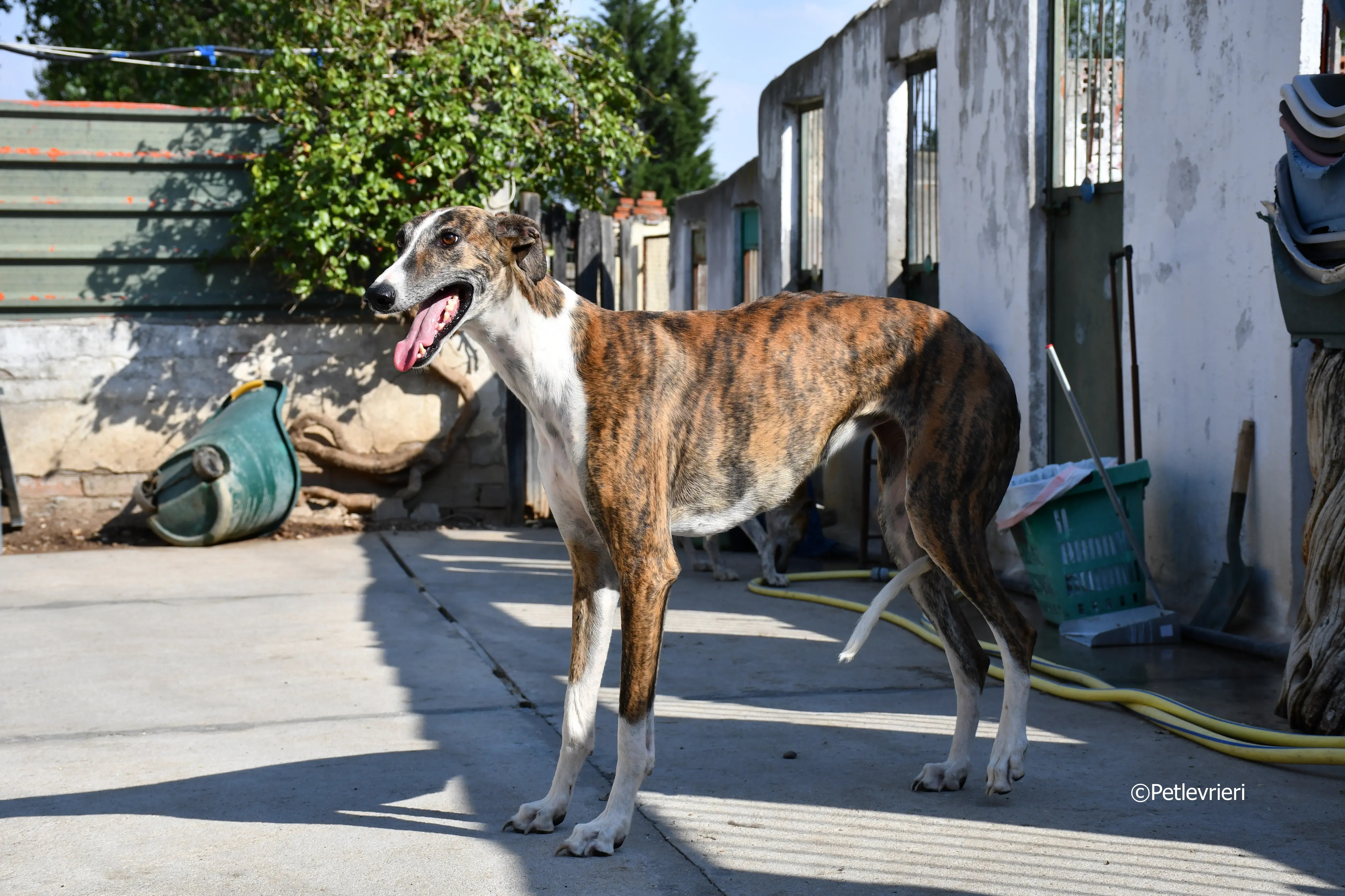calcetines adozione levrieri galgo 11