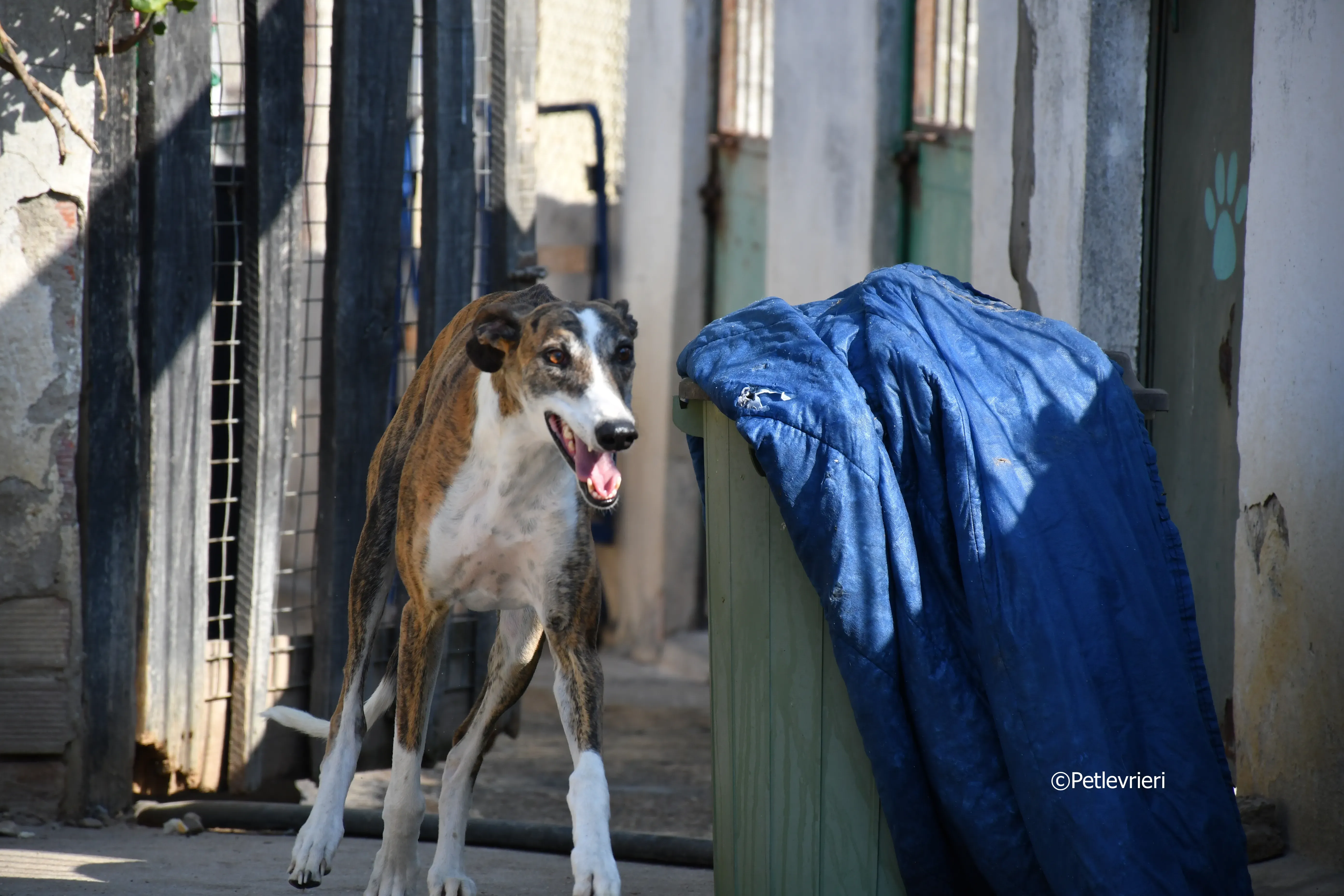 calcetines adozione levrieri galgo 1