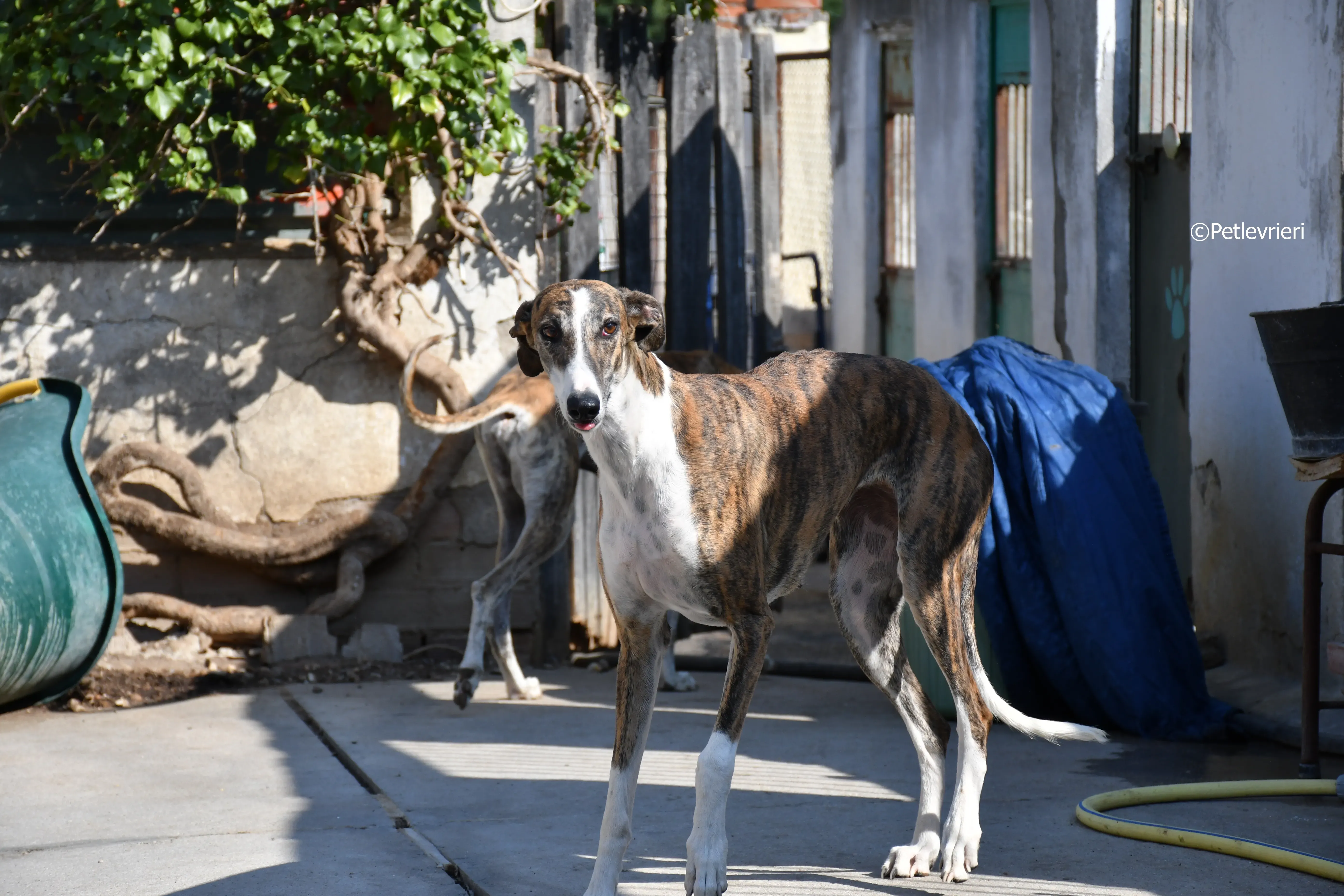 calcetines adozione levrieri galgo 2